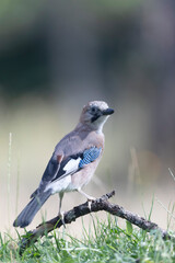 European Jay Garrulus glandarius sitting on a branch