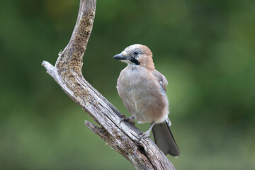 European Jay Garrulus glandarius sitting on a branch