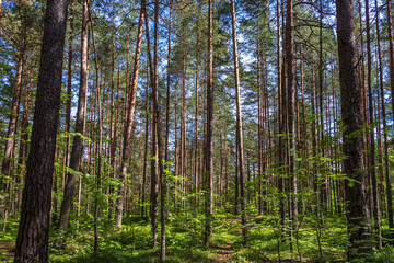 Fototapeta na wymiar Pine trees in a forest in northern Russia on a sunny summer day. Coniferous forests of the middle latitude. Straight vertical tree trunks.