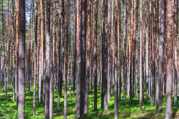 Pine trees in a forest in northern Russia on a sunny summer day. Coniferous forests of the middle latitude. Straight vertical tree trunks.