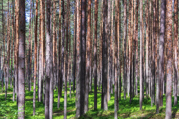 Fototapeta premium Pine trees in a forest in northern Russia on a sunny summer day. Coniferous forests of the middle latitude. Straight vertical tree trunks.