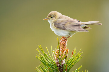 Willow warbler (Phylloscopus trochilus), with beautiful green background. Colorful songbird with yellow feather sitting on the branch in the mountains. Wildlife scene from nature, Czech Republic