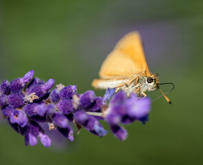 butterfly on flower, nacka, sverige, sweden, stockholm