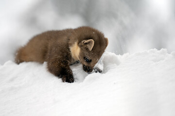 Marten playing in the fresh snow.