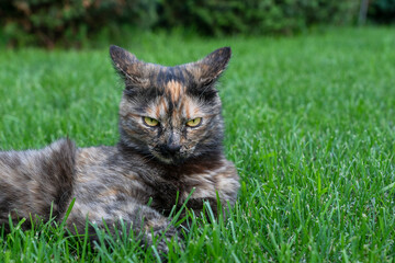 Naklejka na ściany i meble Cat lie on green grass with expression of anger on its face and in yellow eyes, animals emotions concept.