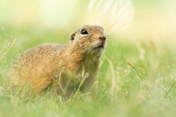European ground squirrel (Spermophilus citellus), with beautiful green coloured background. An amazing endangered mammal with yellow hair in the steppe. Wildlife scene from nature, Czech Republic
