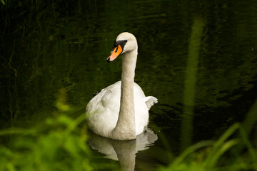 a white swan running on the water in which the green grass is reflected