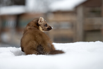 Marten playing in the fresh snow.