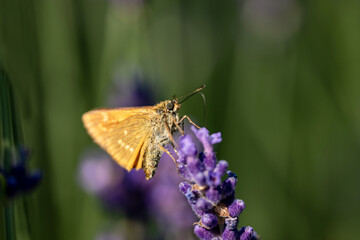 butterfly on flower, nacka, sverige, sweden, stockholm