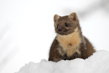 Marten playing in the fresh snow.