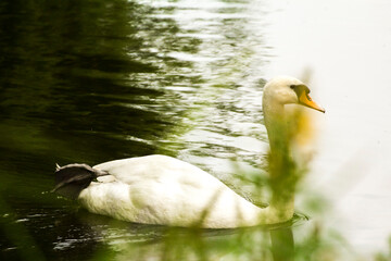 a white swan running on the water in which the green grass is reflected