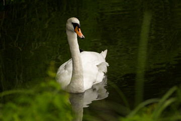 a white swan running on the water in which the green grass is reflected