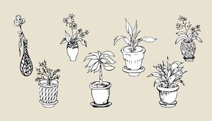 Set of houseplants and flowers in a pot in flat style. Indoor gerb on shelf. Living room design decoration element