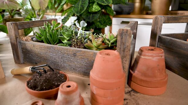 Auswahl verschiedener Sukkulenten und Echeveria in einer Holzkiste mit Werkzeug und Blumenerde auf einem Arbeitstisch, Hobby Zimmerpflanzen