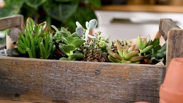 Auswahl verschiedener Sukkulenten und Echveria in einer Holzkiste mit Werkzeug und Blumenerde auf einem Arbeitstisch, Hobby Zimmerpflanzen