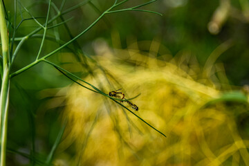 dragonfly on a flower