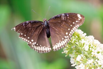 Farfalla