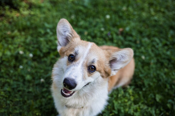 cheerful Pembroke corgi dog stands on the green grass on the lawn. Top view