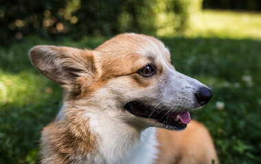 Pembroke corgi dog stands on the green grass on the lawn. Side view