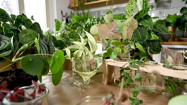 Verschiedene Zimmerpflanzen, Monstera Minima, Pilea, Efeutute, Syngonium, Peperomia, Jungpflanzen, Ableger in Glas und Blumentopf
