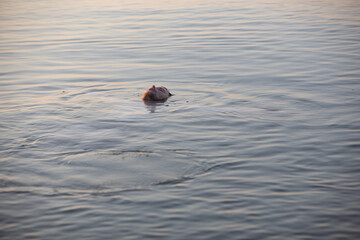 man floating on back in water. copy space