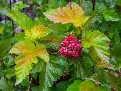 Ninebark ornamental shrub that has finished flowering but new leaf growth and red flower pods still present a colourful bush.