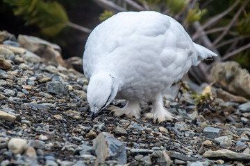 ライチョウ(雷鳥)