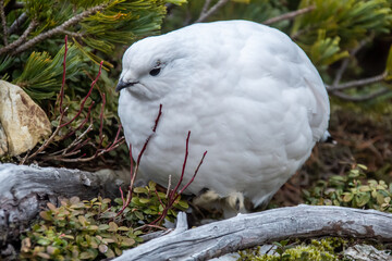 ライチョウ(雷鳥)
