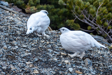 ライチョウ(雷鳥)