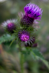 Distel