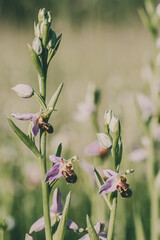 Bee orchid wild flower, ophrys apifera