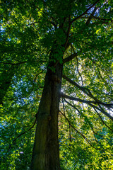 Eiche