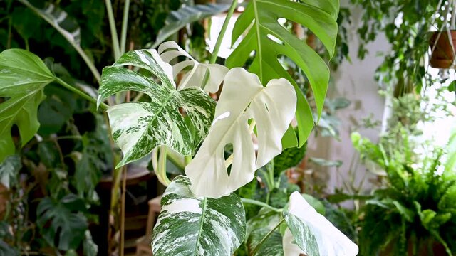Zimmerpflanze Monstera Variegata gro&szlig;e Pflanze mit panaschierten Bl&auml;ttern im Wohnzimmer