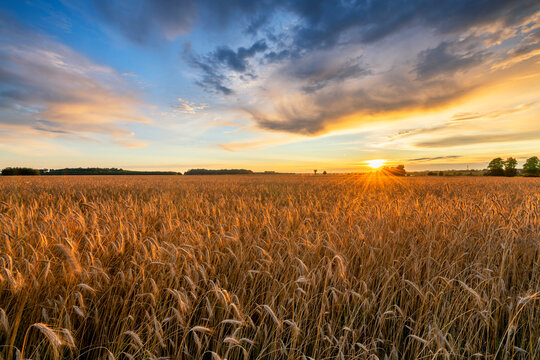 Beautiful summer sunset over wheat fields © Piotr Krzeslak