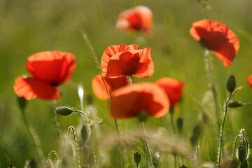 Wild red poppies on a fine spring evening in rural field