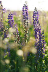 Blooming purple lupine in natural sunlight