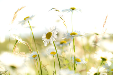 Green field with white daisies in a rural place. Wild meadow. Field flowers. A clear summer day. Blue sky with white clouds. Blurred background.