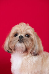 Fotografia de pet cachorros em estudio fotografico