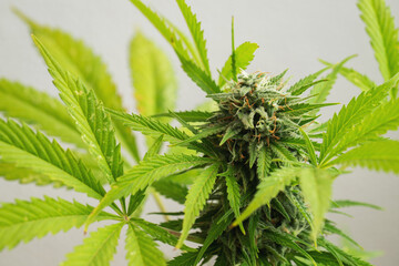 Cannabis buds close-up on a light background. A mature marijuana bush