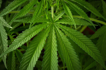 Fototapeta na wymiar Marijuana leaves, cannabis on a dark background, beautiful background, indoor cultivation