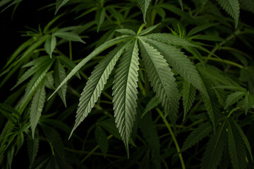 Marijuana leaves, cannabis on a dark background, beautiful background, indoor cultivation