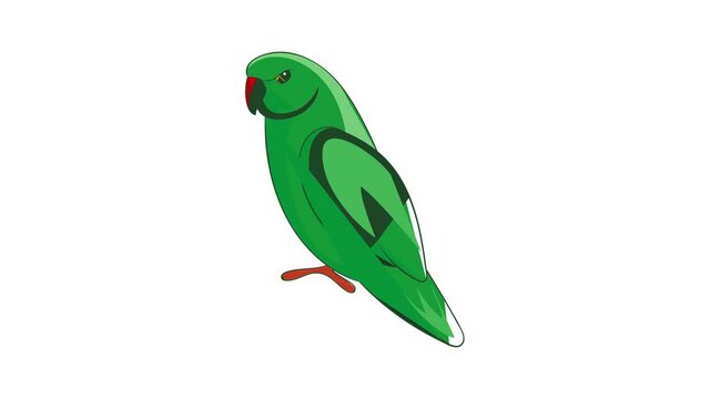 Parrot icon animation cartoon best object isolated on white background