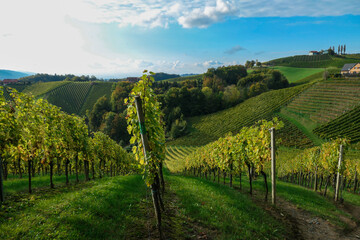 Fototapeta premium A lush wine region in South Styria, Austria. The wine plantations are stretching over a vast territory, over the many hills. There grapes are already ripening. Wine region. A bit of overcast.