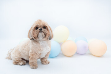 Fotografia pet - Shitsu em estudio fotografico a Two Clicks Fotografia
