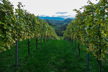 Fototapeta na wymiar A lush wine region in South Styria, Austria. The wine plantations are stretching over a vast territory, over the many hills. There grapes are already ripening. Wine region. A bit of overcast.