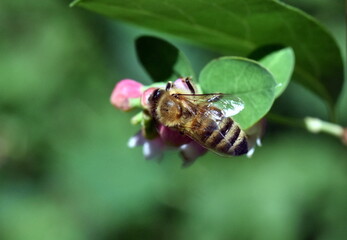 Biene auf der Blüte einer gemeinen Schneebeere