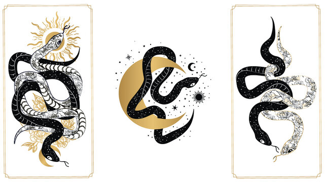 Magical snakes tarot cards. Occult hand drawn tarot cards, esoteric spiritual snakes wisdom symbol cards vector illustration set. Magic snake tarot cards. magic occult esoteric astrology
