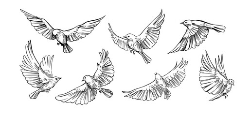 Set of flying birds. Vector outlines