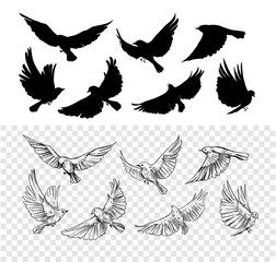 Set of flying birds. Vector outlines