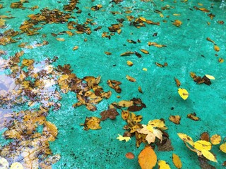 Bunte Herbstblätter treiben im Wasser eines grünen Brunnens.